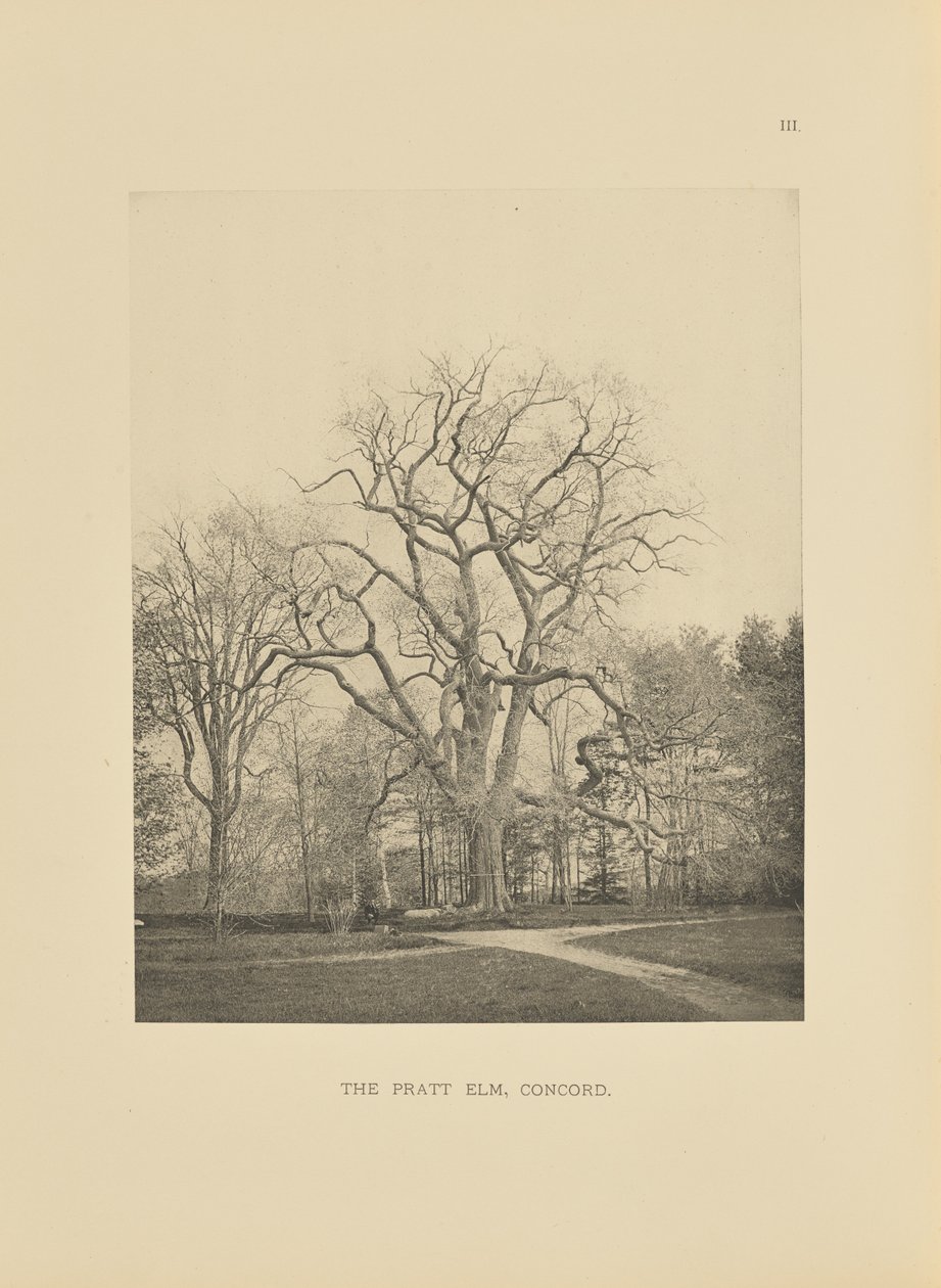 Die Pratt-Ulme, Concord von Henry Brooks