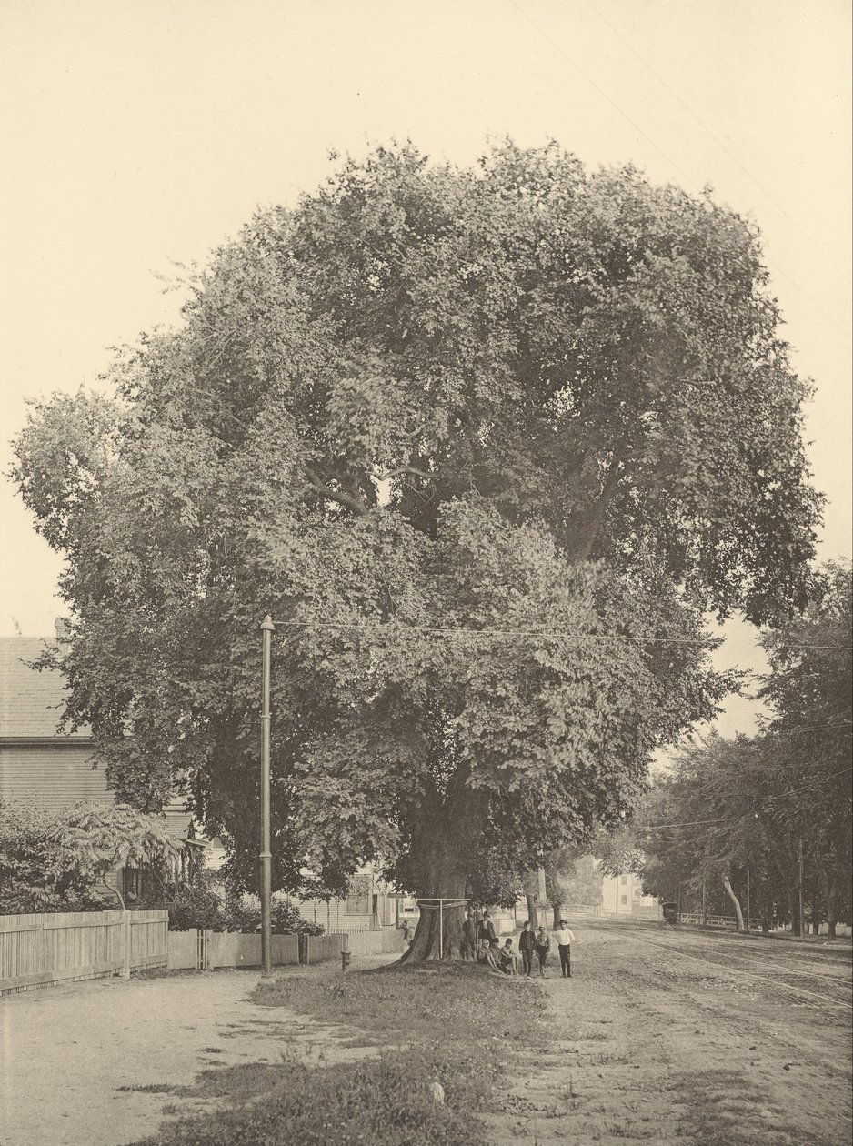 Die Whittemore-Ulme, Arlington von Henry Brooks