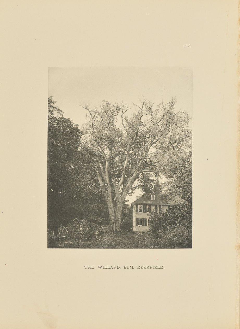 Die Willard-Ulme, Deerfield von Henry Brooks