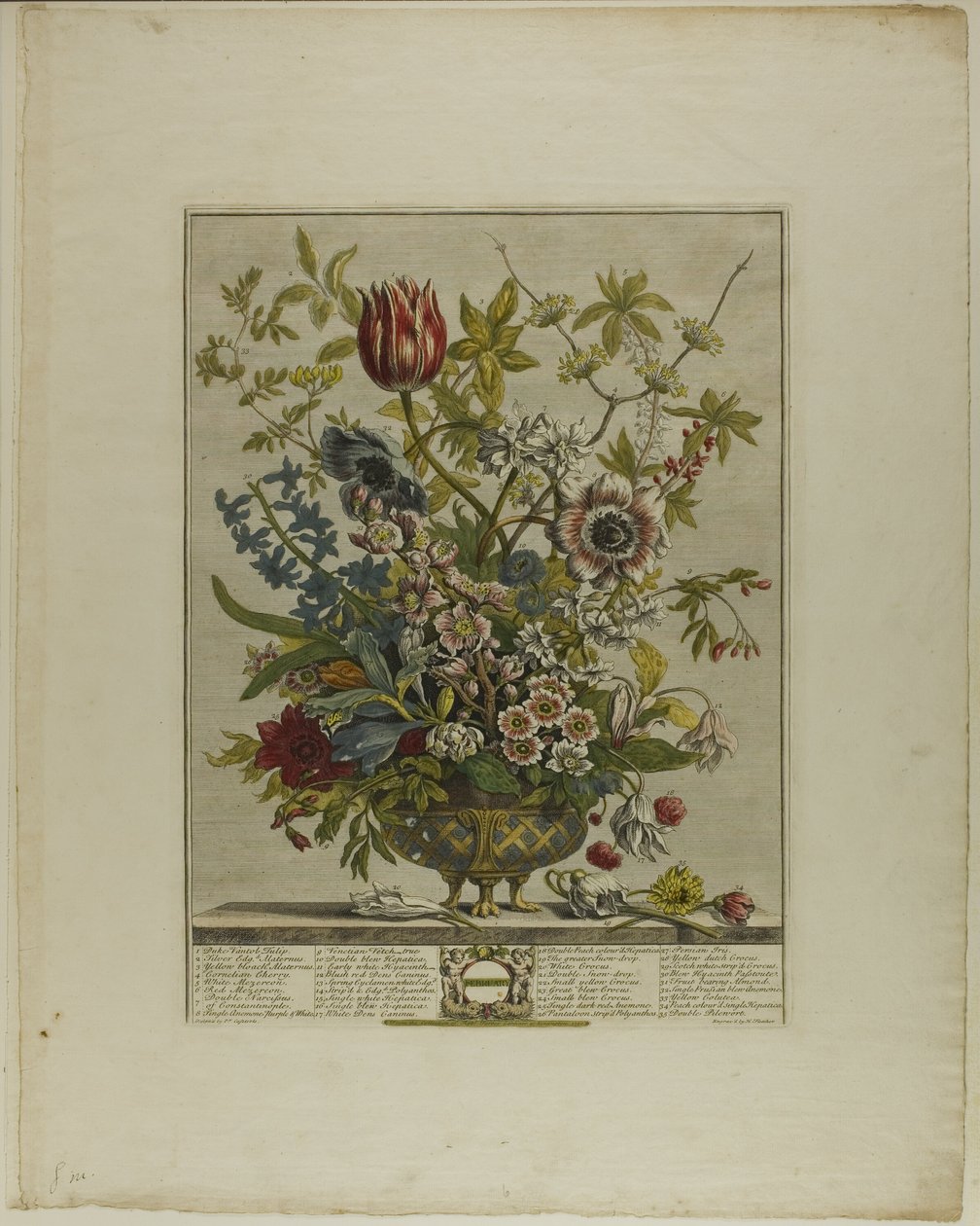 Februar, aus Zwölf Monate der Blumen von Henry Fletcher