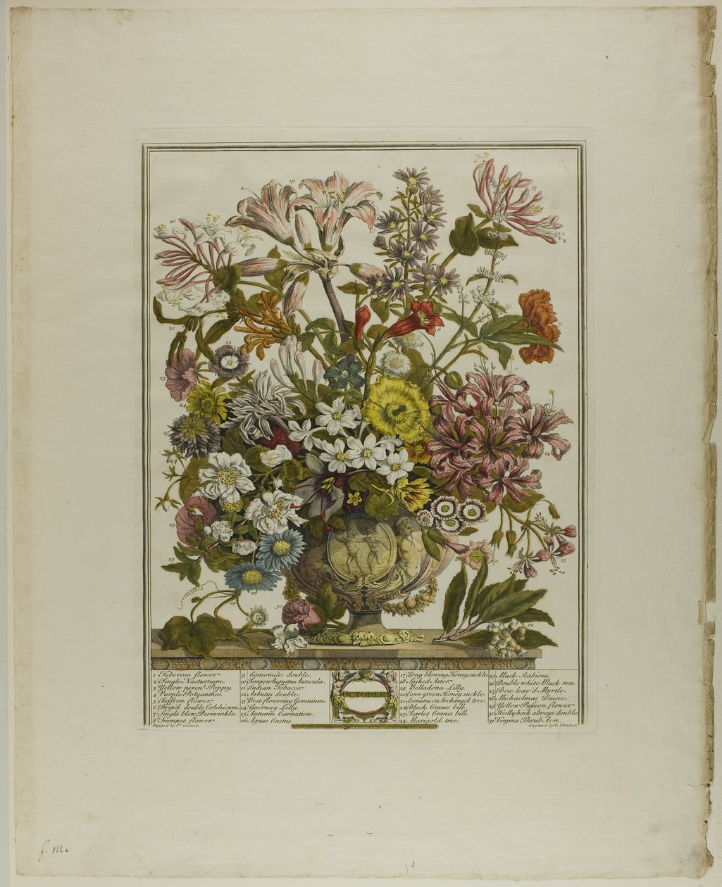 Oktober, aus Zwölf Monate der Blumen von Henry Fletcher