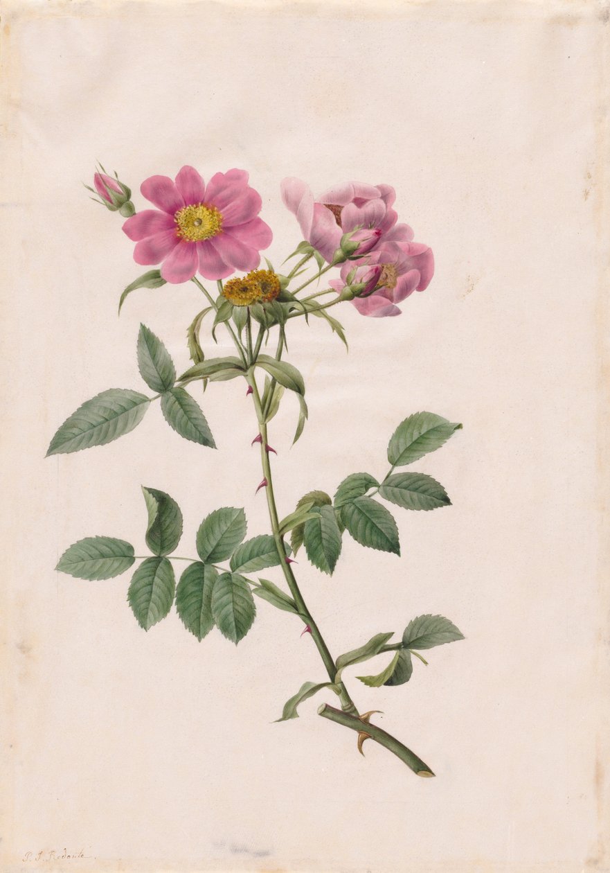 Rosa Collina Monsoniana von Henry Joseph Redouté