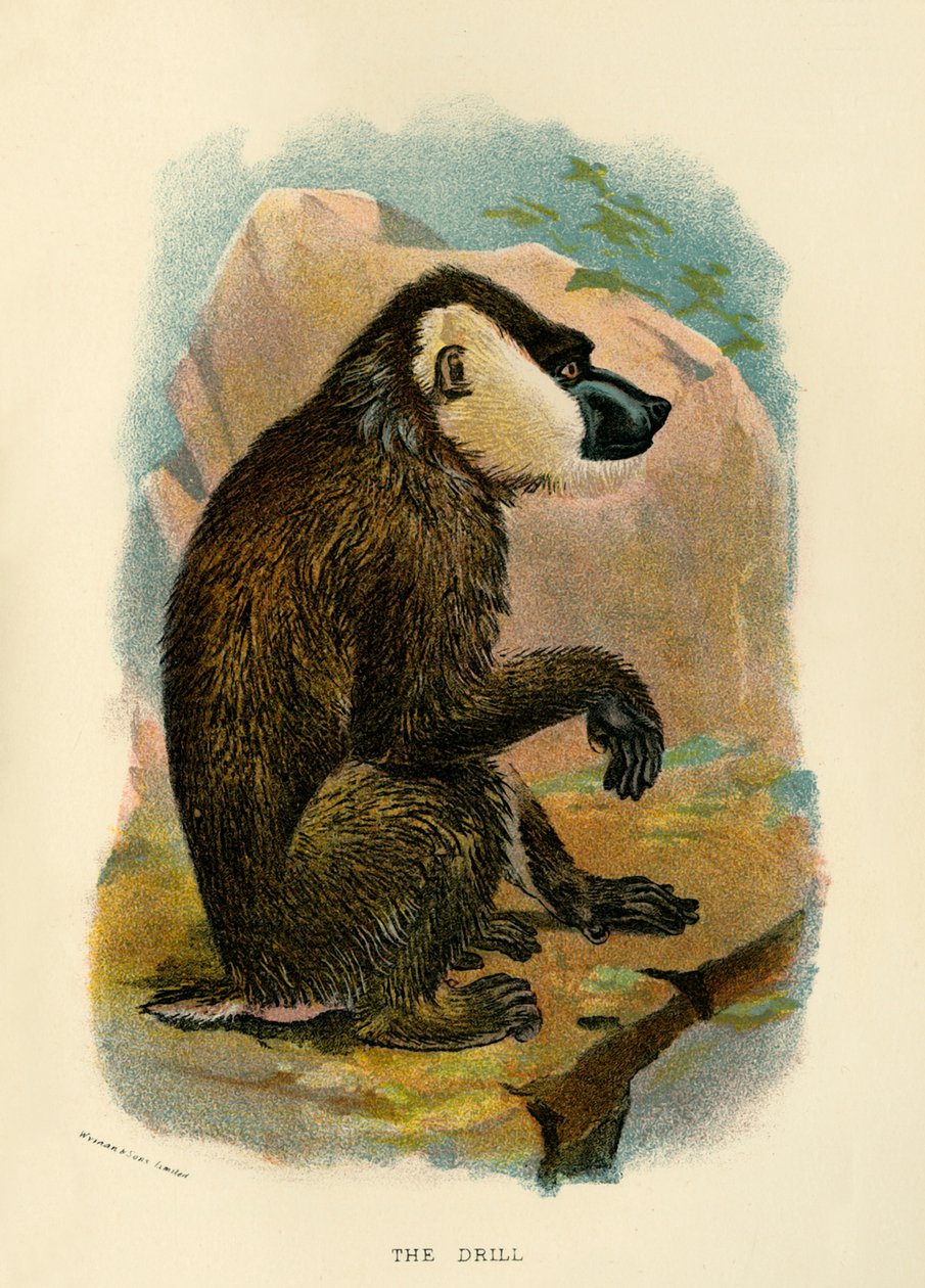 Die Übung, 1896 von Henry Ogg Forbes