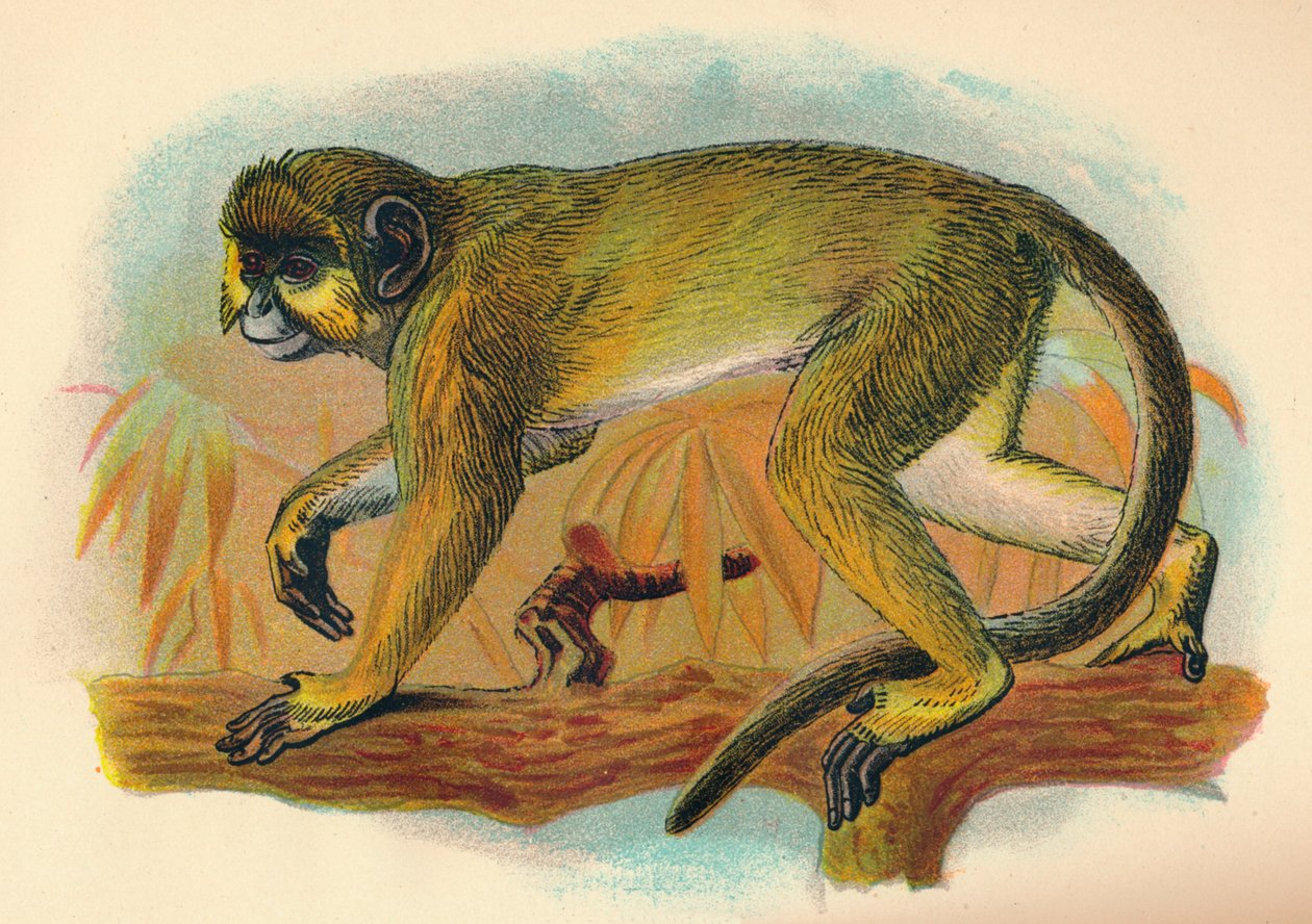 Der Talapoin, 1897 von Henry Ogg Forbes