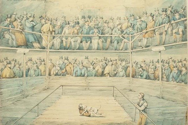 Hundekampf in der Westminster Pitt von Henry Thomas Alken