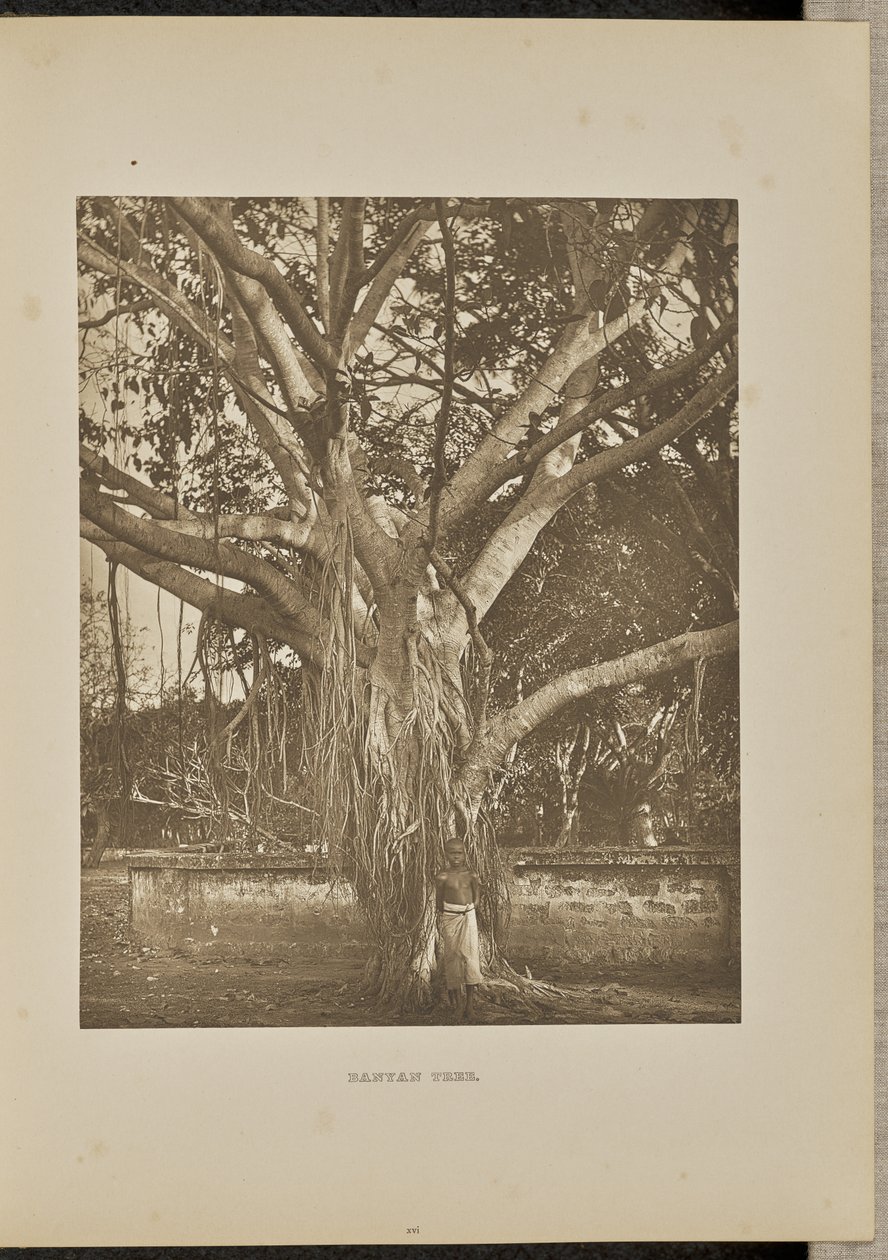 Banyanbaum mit jungen Luftwurzeln von Henry W. Cave