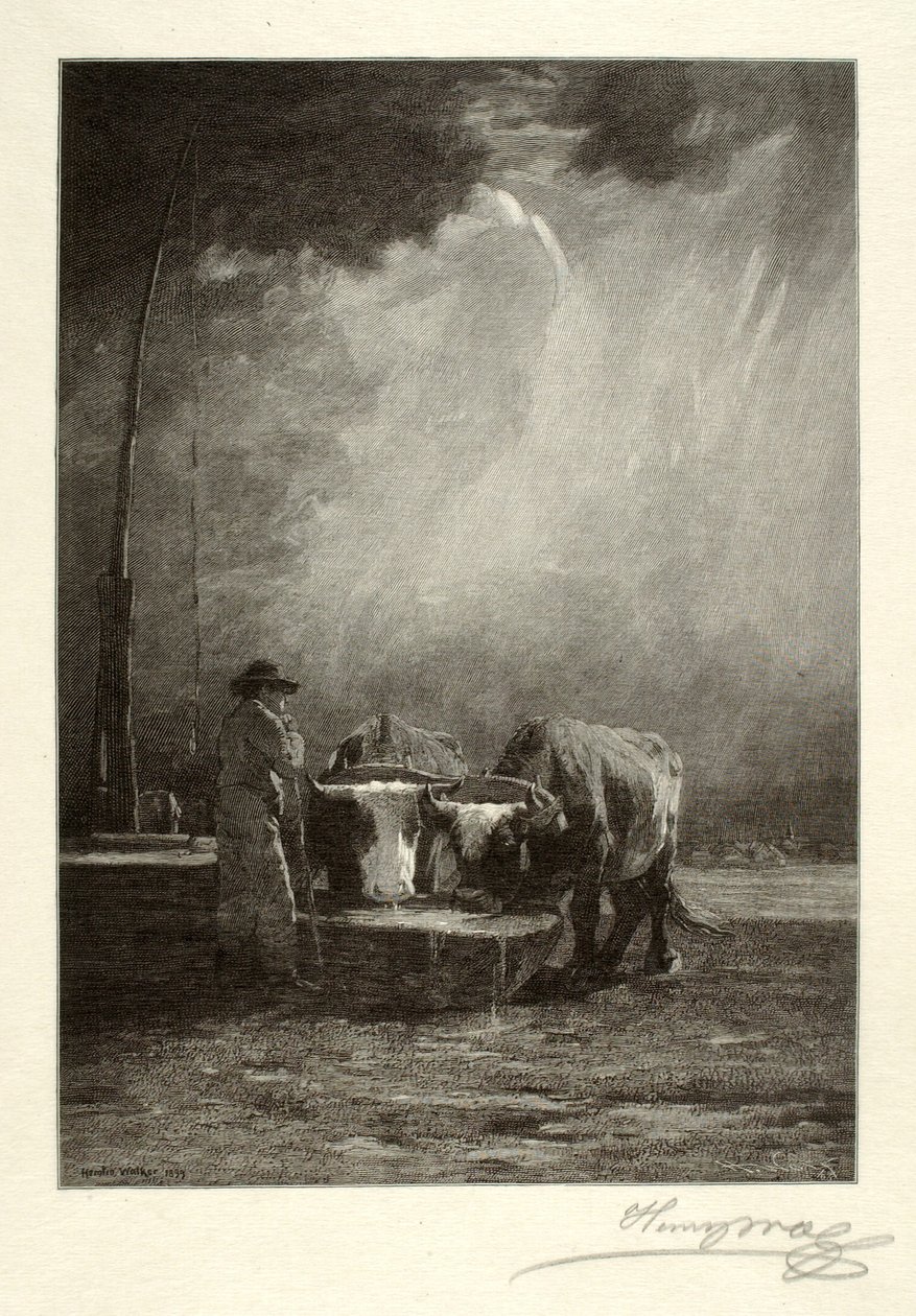 Trinkende Ochsen von Henry Wolf