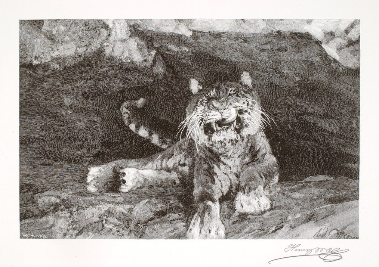 Tiger von Henry Wolf