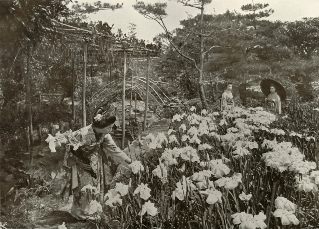 In einem Irisgarten von Herbert Ponting