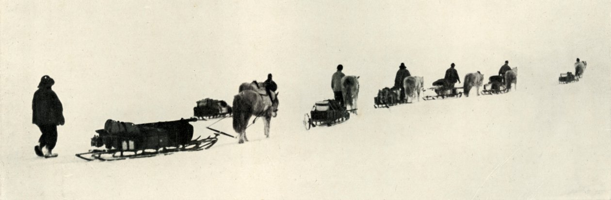 Ponys auf dem Marsch, 1911, 1913 von Herbert Ponting