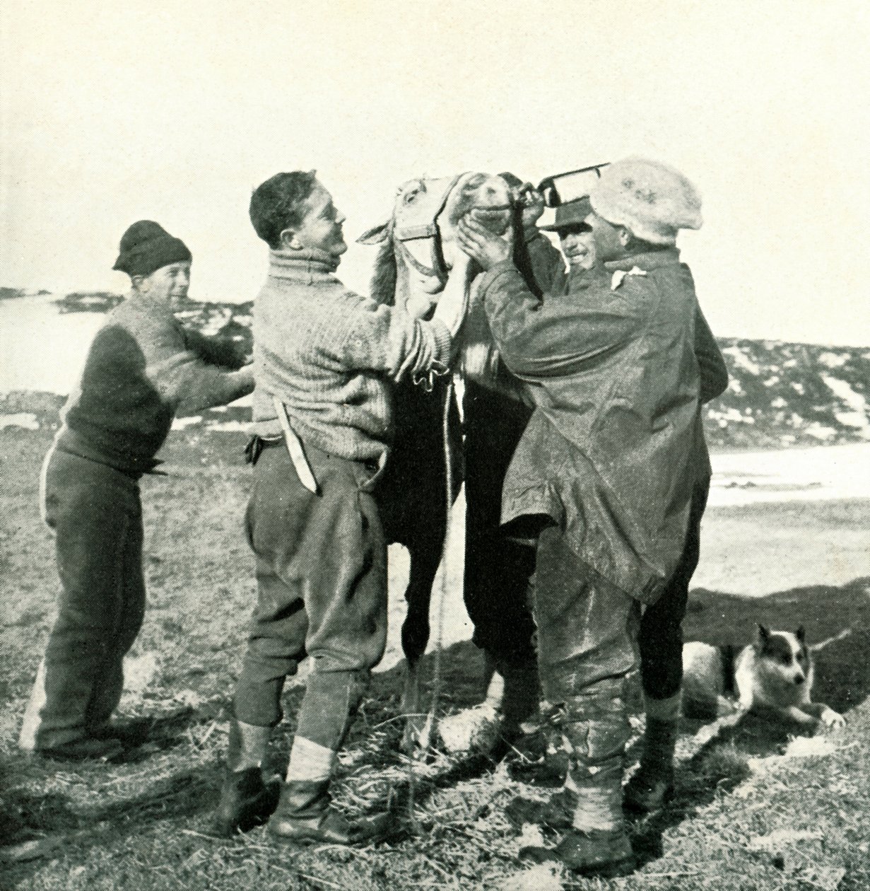 Pony trinkt Whisky, 8. Februar, 1911 von Herbert Ponting