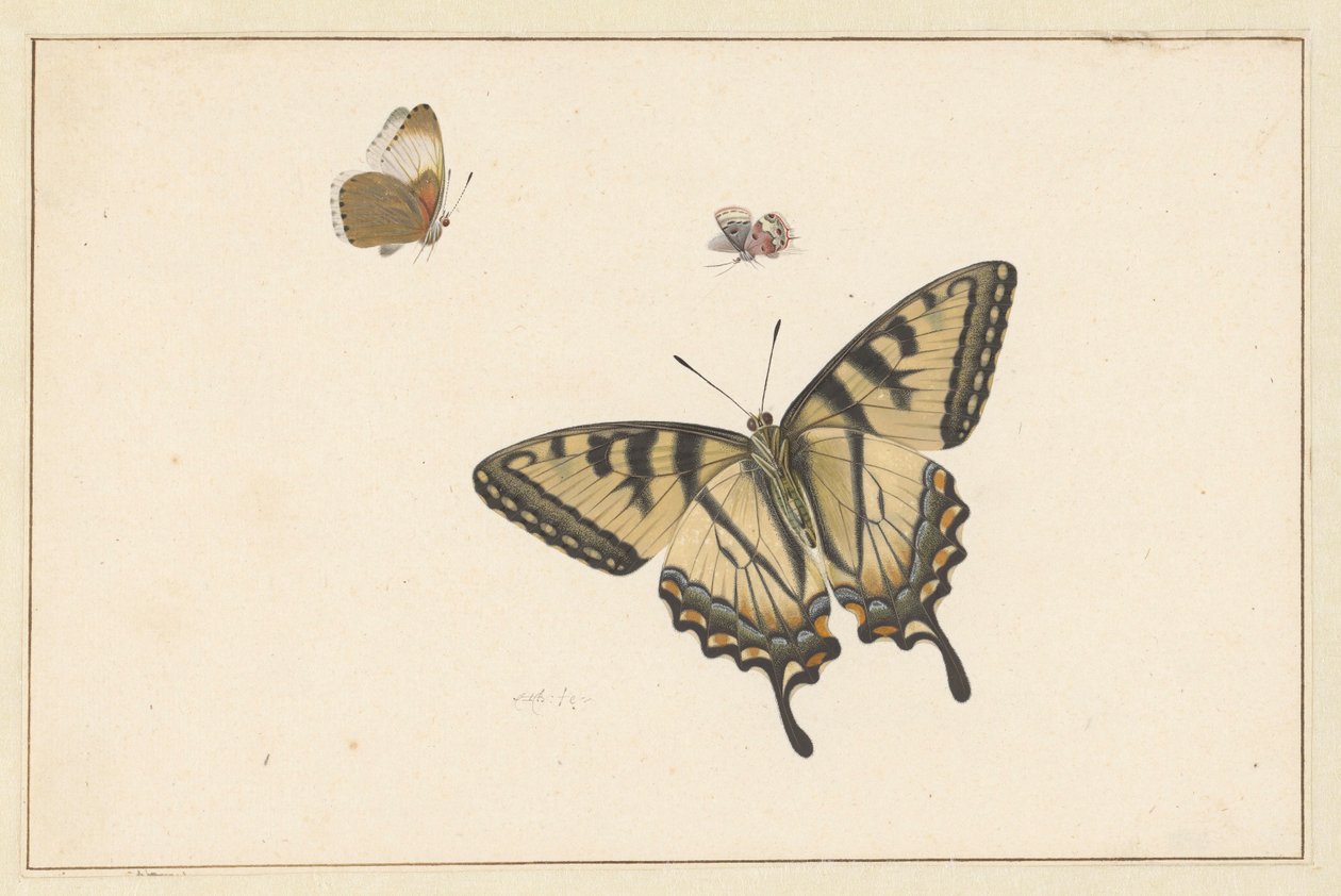 Drei Schmetterlinge von Herman Henstenburgh