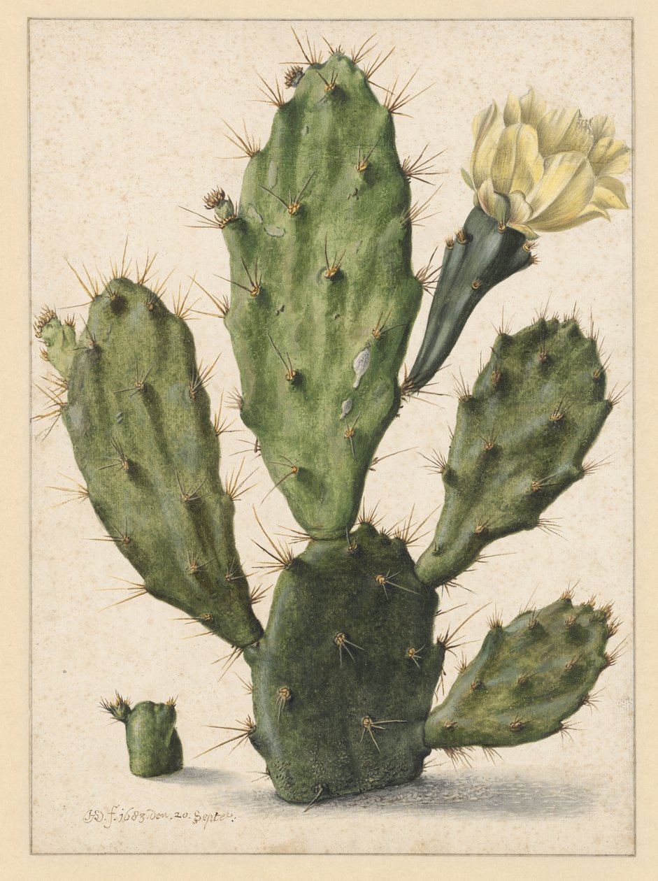 Birnenkaktus in Blüte von Herman Saftleven