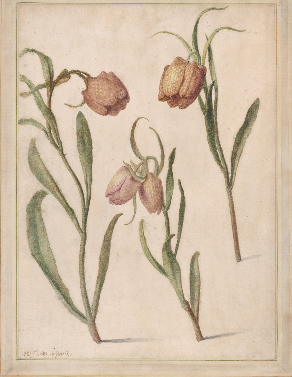 Studie von drei Schachbrettblumen, 1683 von Herman Saftleven the Younger