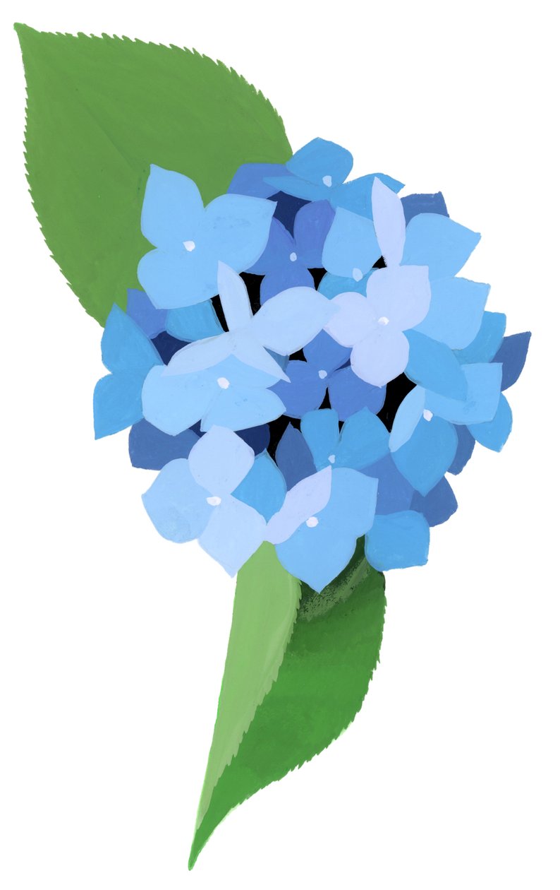 Hortensie von Hiroyuki Izutsu
