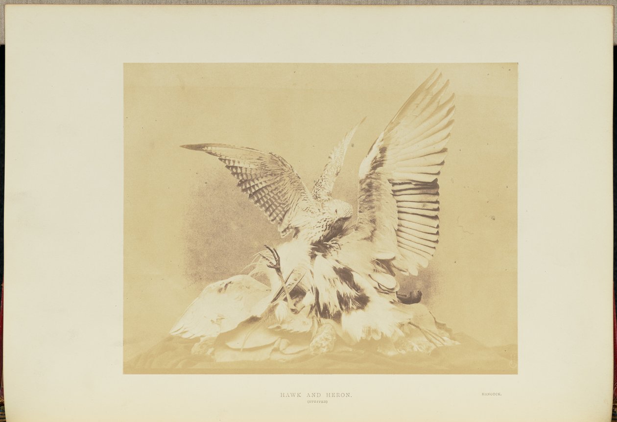 Habicht und Reiher von Hugh Owen
