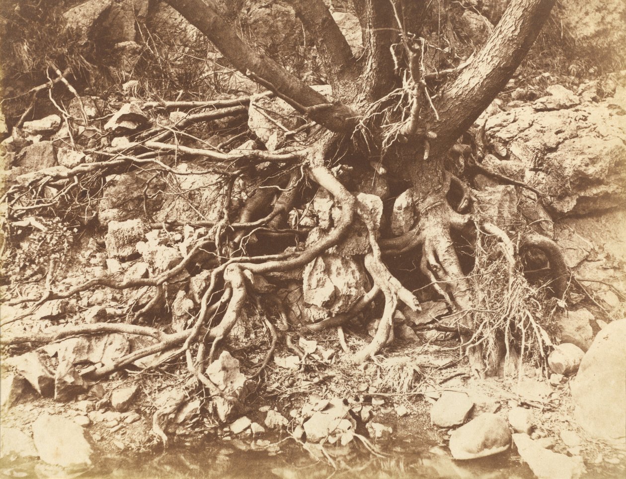 Baum mit Wurzelgewirr von Hugh Owen