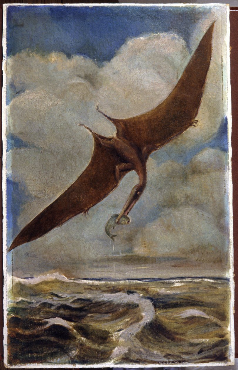 Ein Pterodaktylus. ca. 1880 von Hungarian School