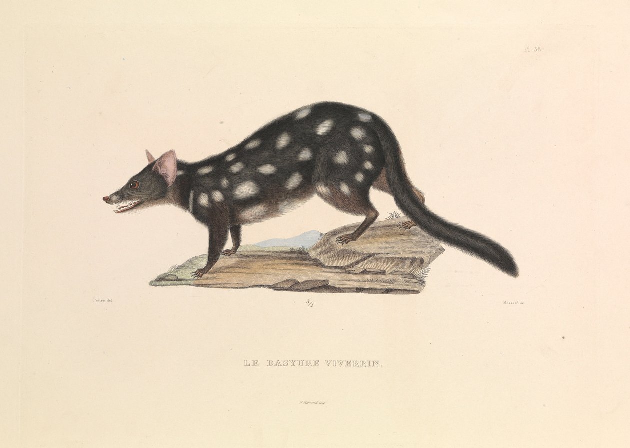 Der Waschbär-Dasyure von Hyacinthe Yves Philippe (1781 1846) Potentien