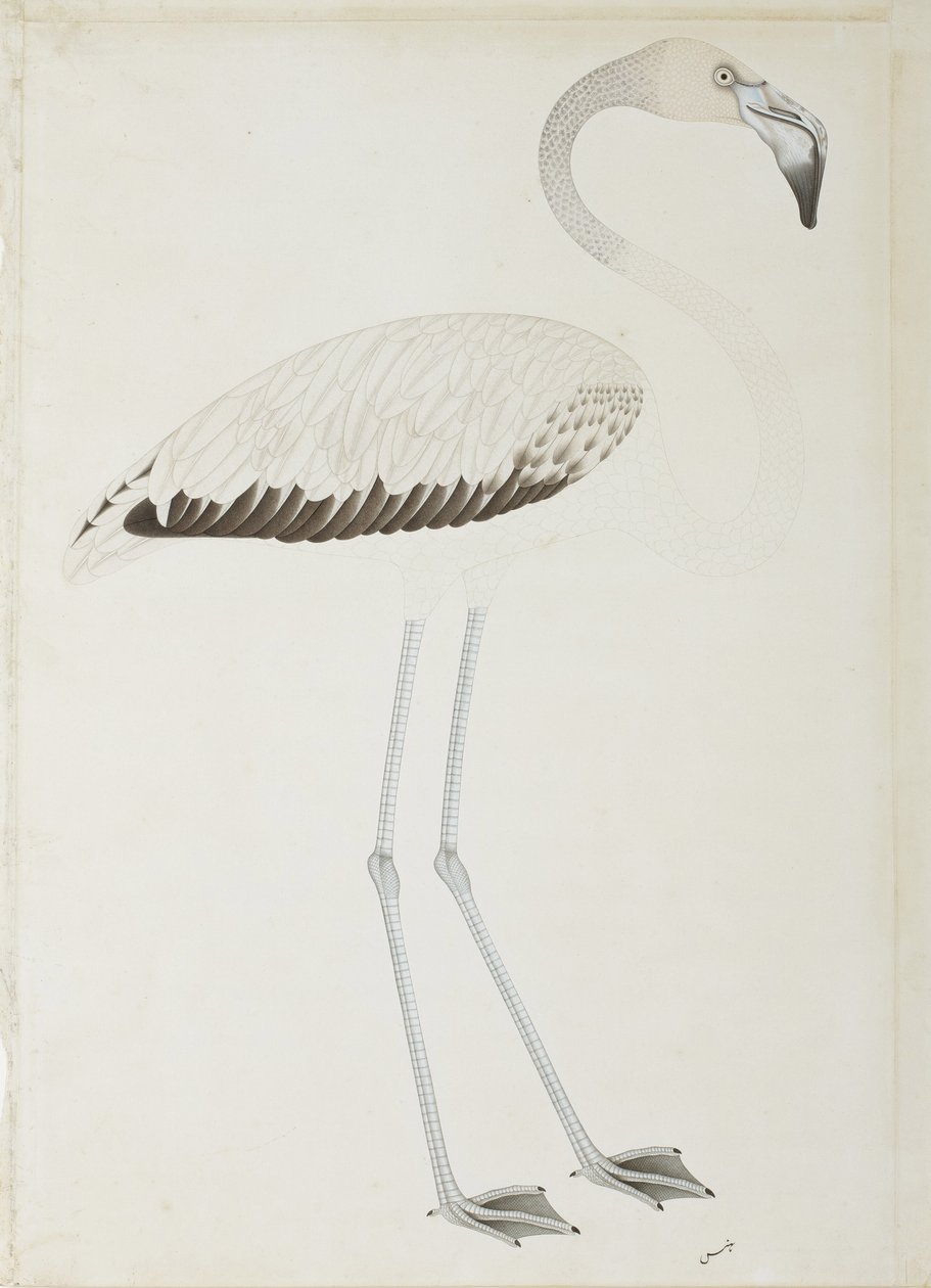 Ein Flamingo, ca. 1780 von Indian School