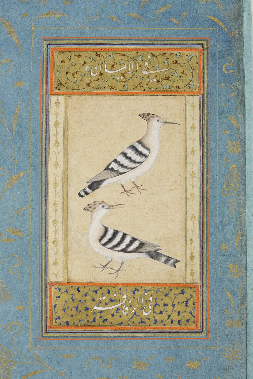 Wiedehopfe von Indian School