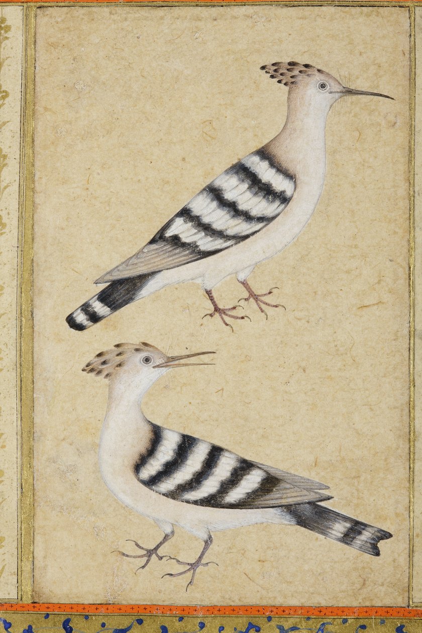 Wiedehopfe von Indian School