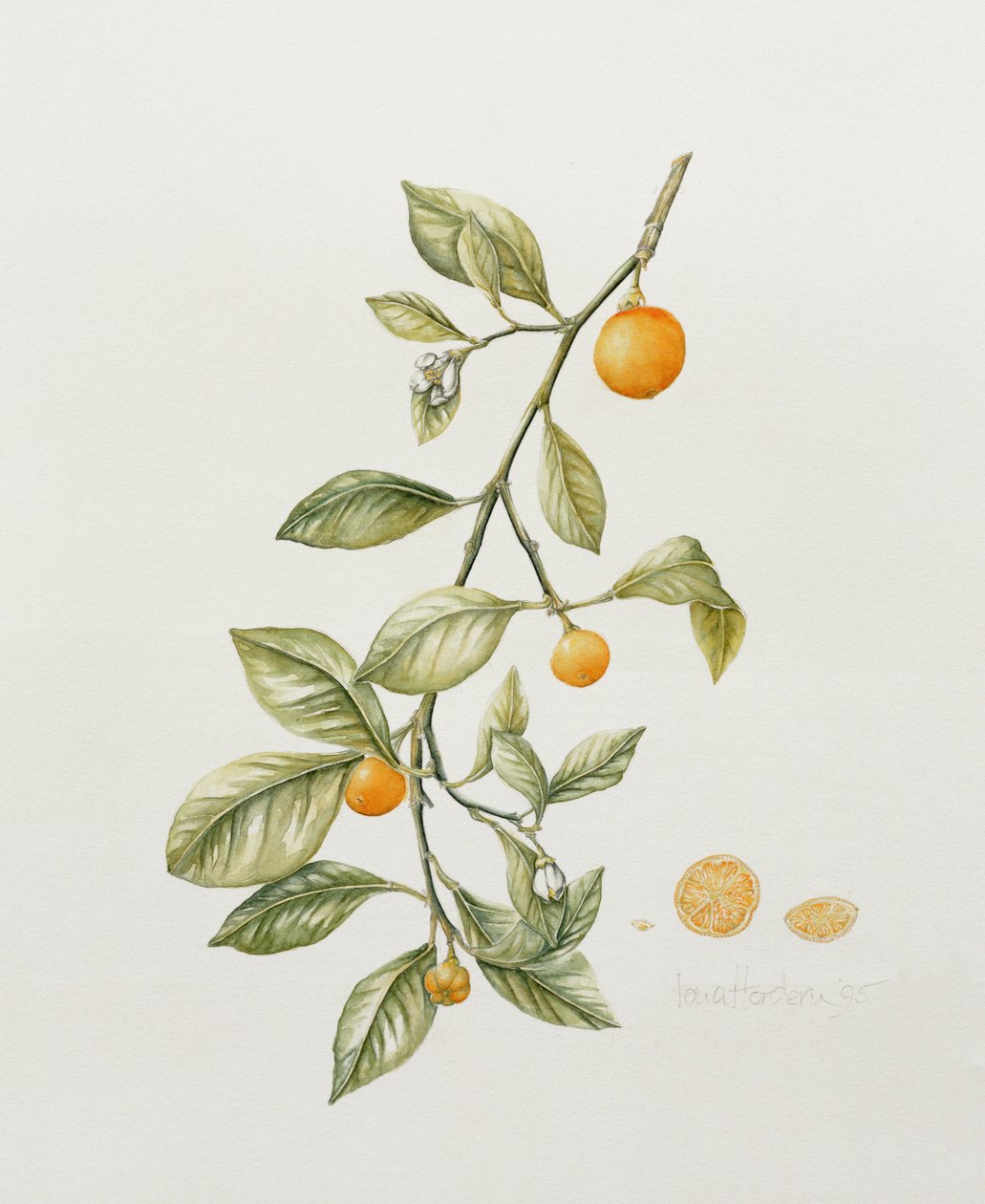 Zierorange, 1995 von Iona Hordern