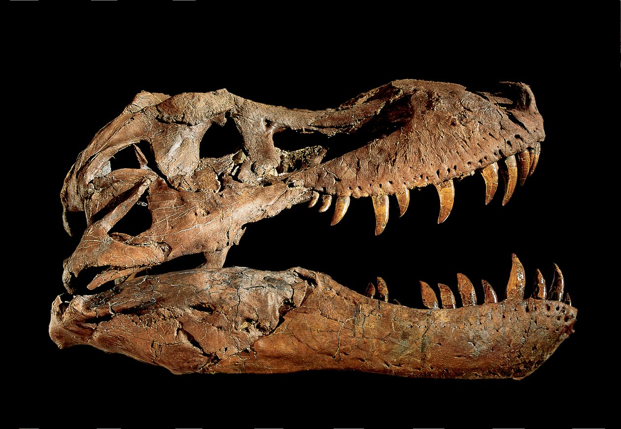 Fossiler Schädel von Tyrannosaurus Rex "Sue" von Ira Block