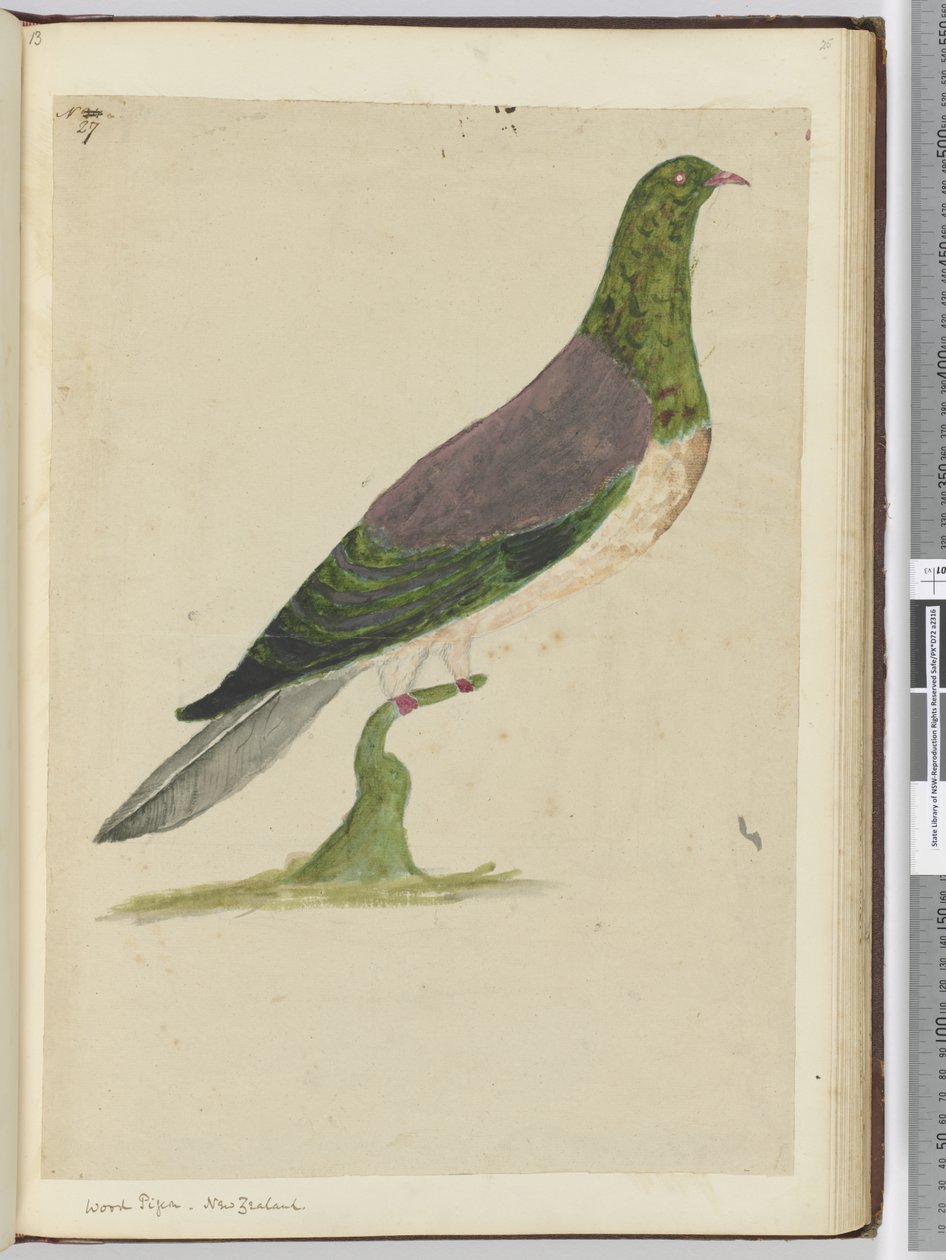 Holztaube. Neuseeland, 1772-75 von Isaac Smith