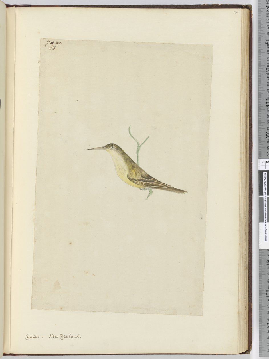 Kuckuck. Neuseeland, 1772-75 von Isaac Smith