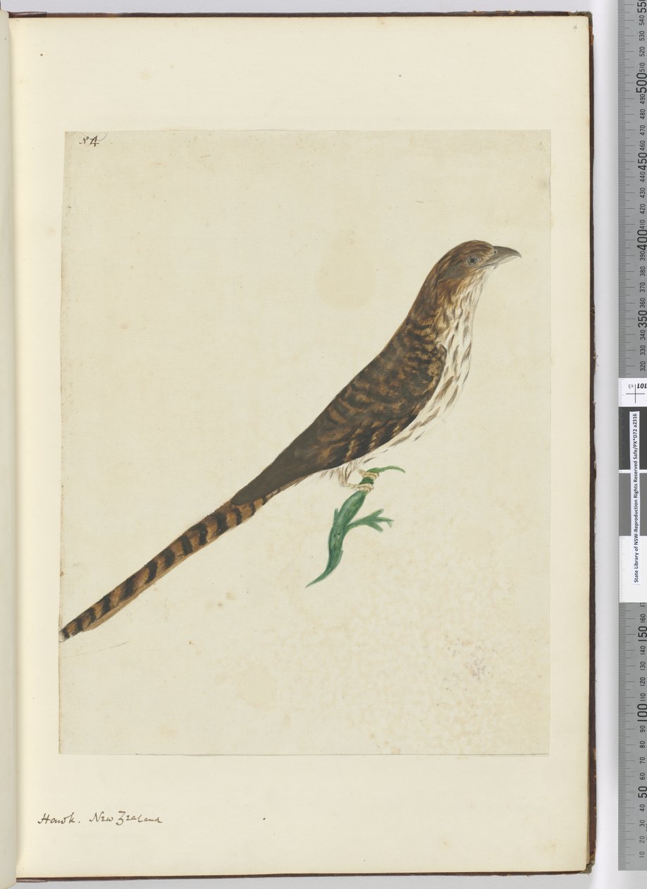 F.4 Falke, Neuseeland, 1772-75 von Isaac Smith