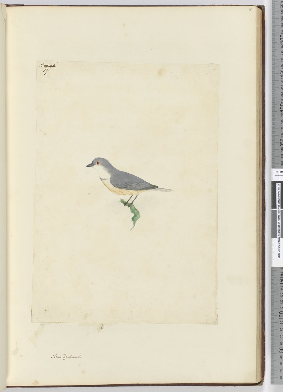 F.17 Unidentifizierter neuseeländischer Vogel, 1772-75 von Isaac Smith