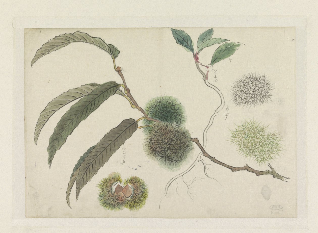 Esskastanien an einem Zweig von Ishikawa Kazan