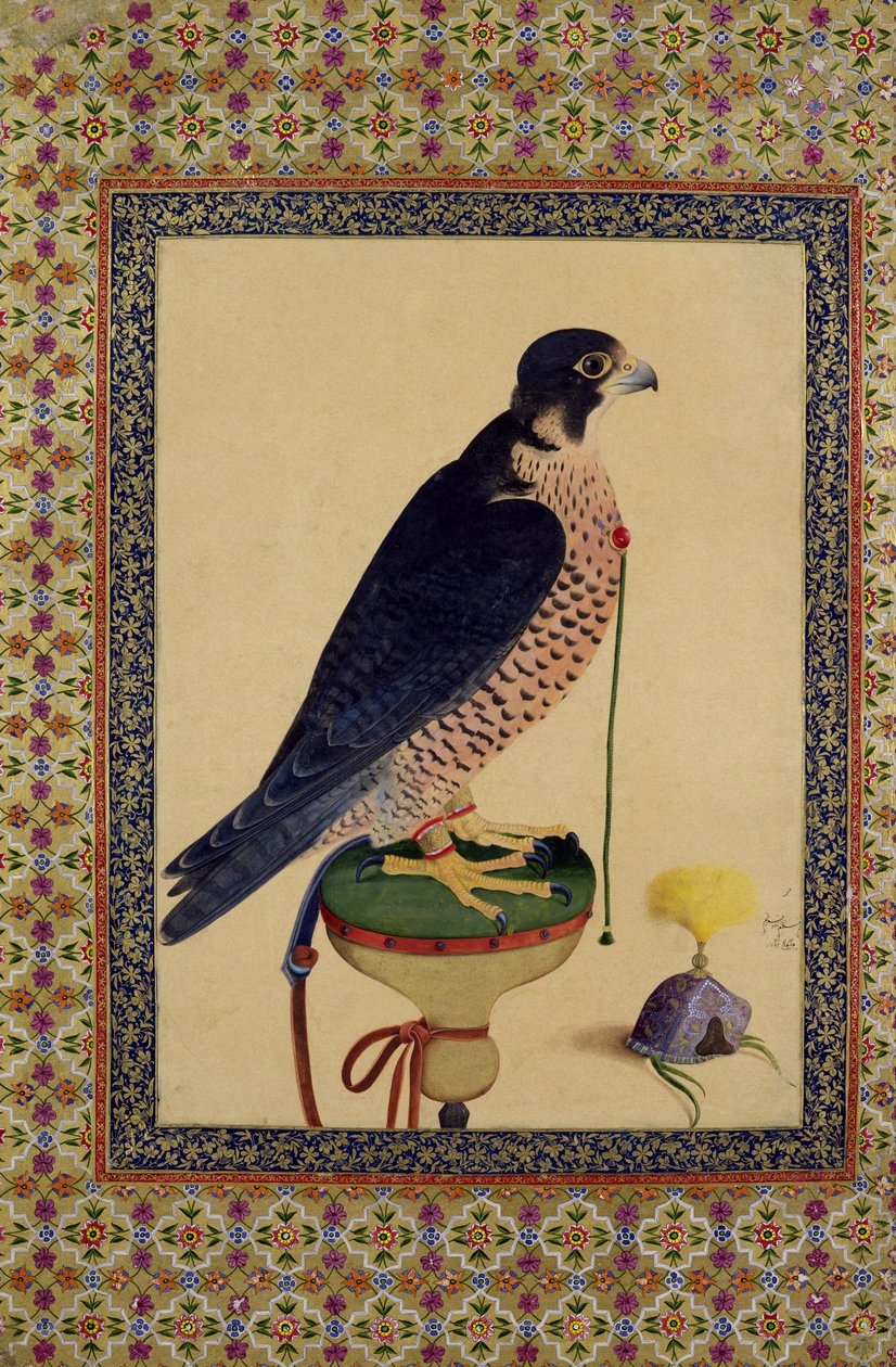 Ms E-14 Falke, aus einem Moraqqa von Islamic School