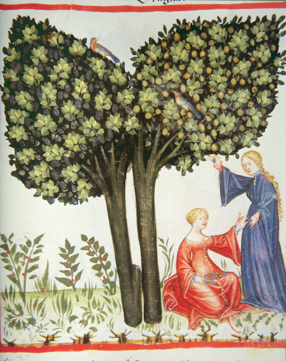 Nova 2644 fol.6r Pflaumen pflücken, Tacuinum Sanitatis Codex Vindobonensis von Italian School