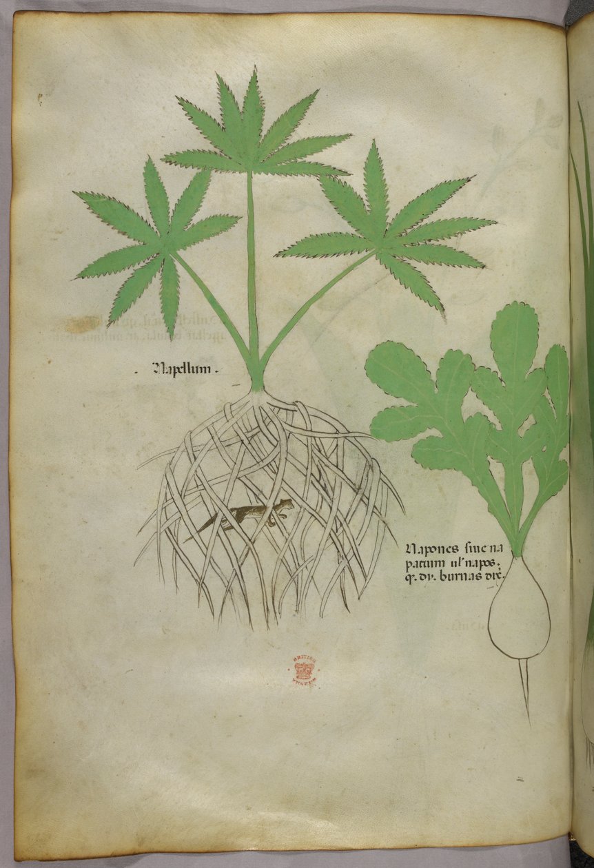 Botanische Illustration, ca. 1440 von Italian School