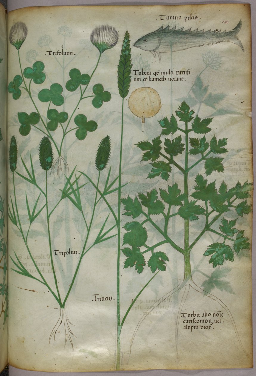 Botanische Illustration, ca. 1440 von Italian School