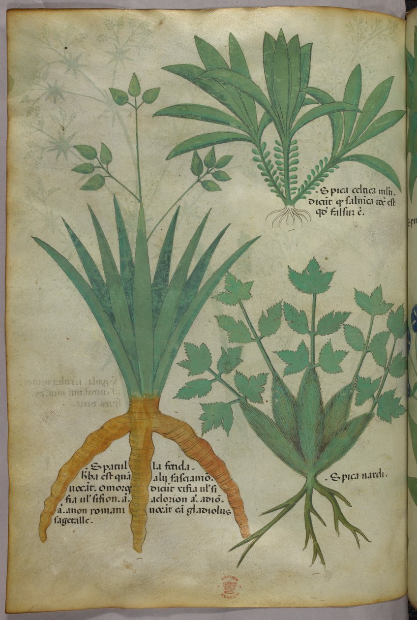 Botanische Illustration, um 1440 von Italian School