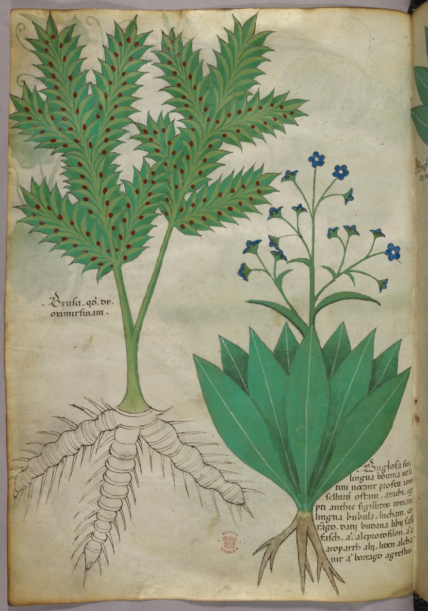 Botanische Illustration, ca. 1440 von Italian School
