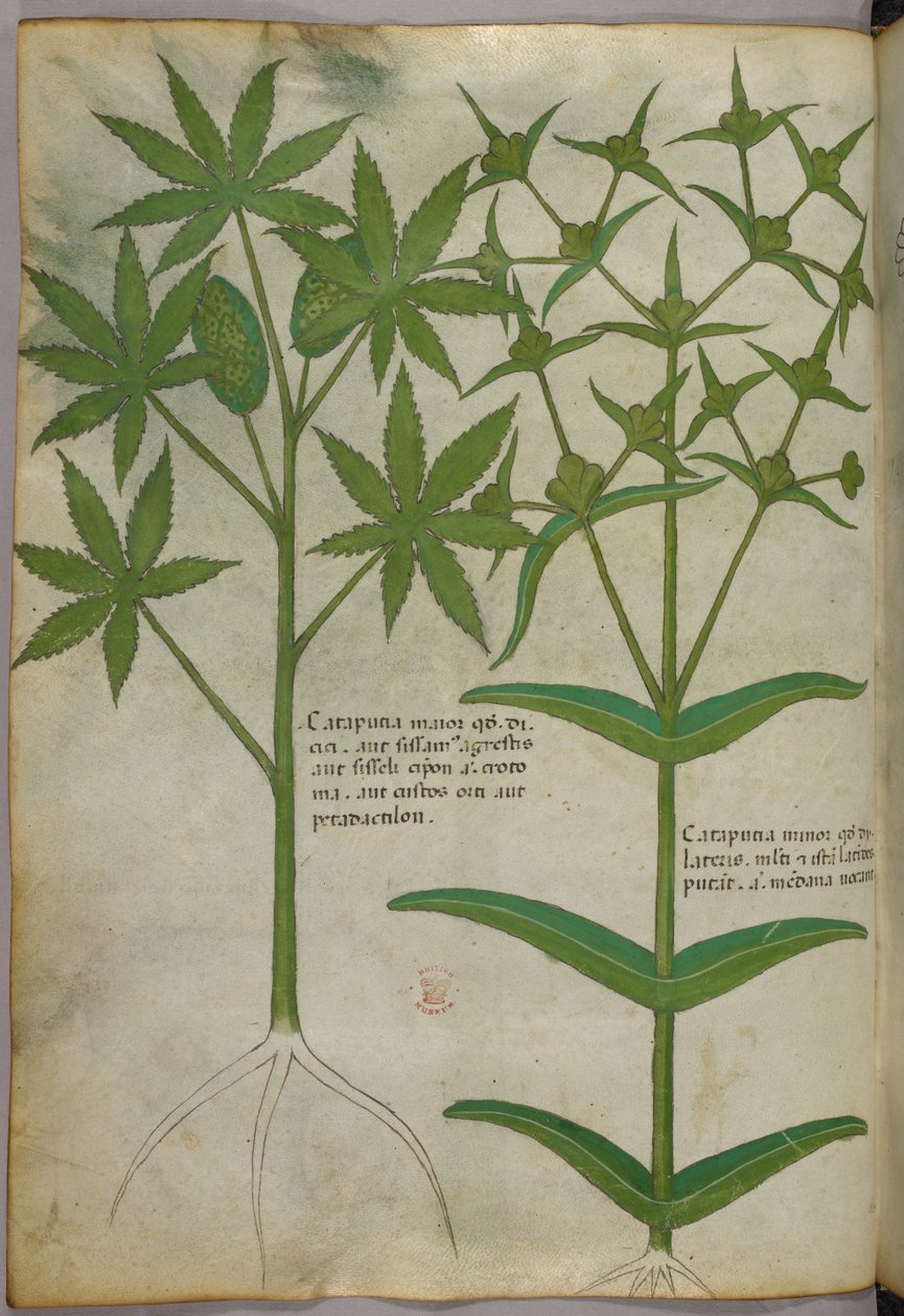 Botanische Illustration, ca. 1440 von Italian School