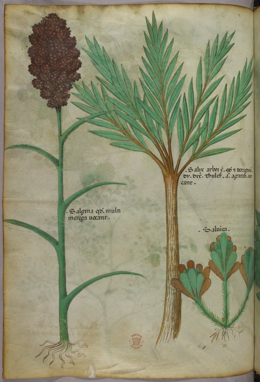 Botanische Illustration, ca. 1440 von Italian School