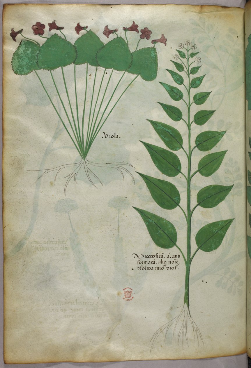 Botanische Illustration, um 1440 von Italian School