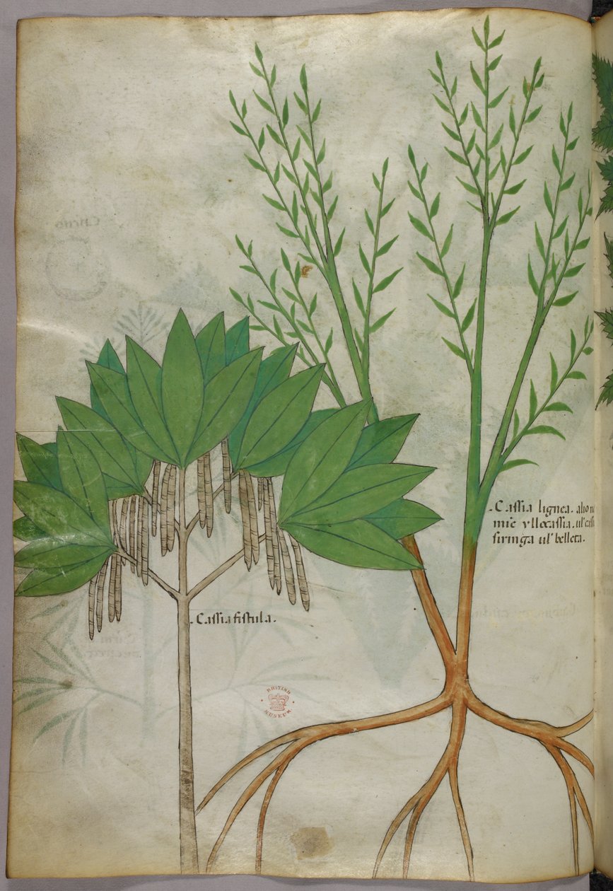 Botanische Illustration, um 1440 von Italian School