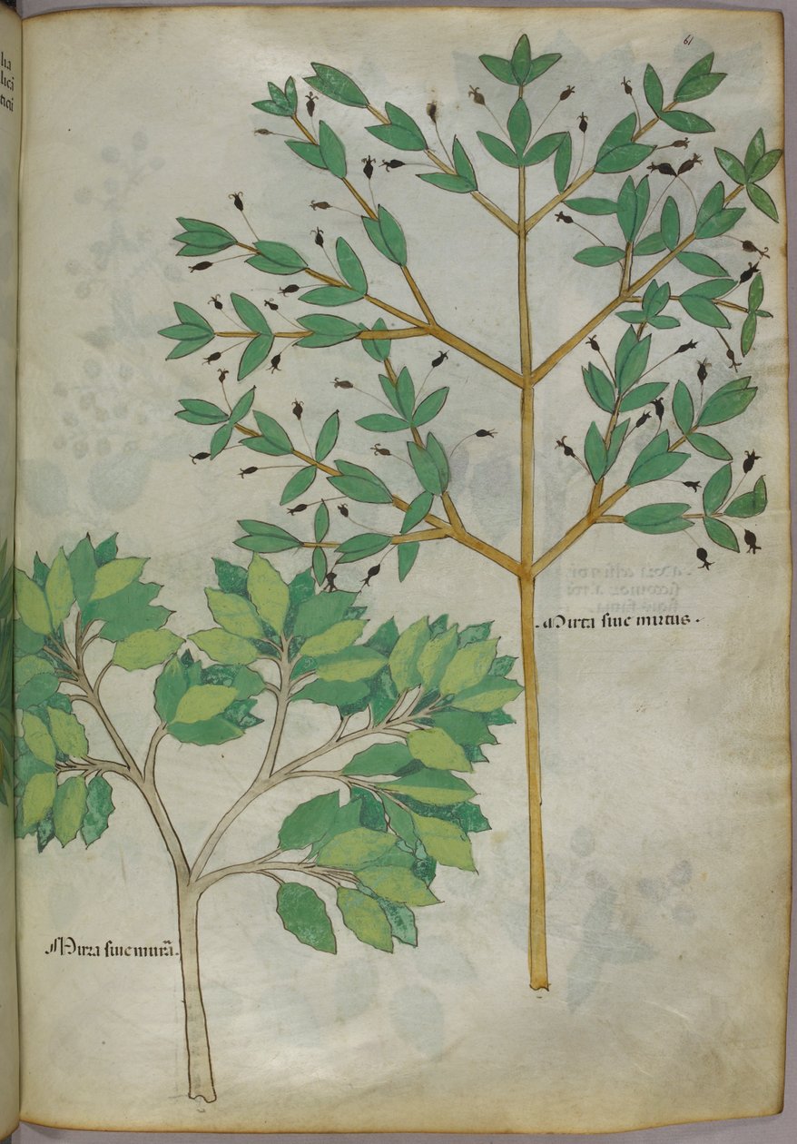 Botanische Illustration, um 1440 von Italian School