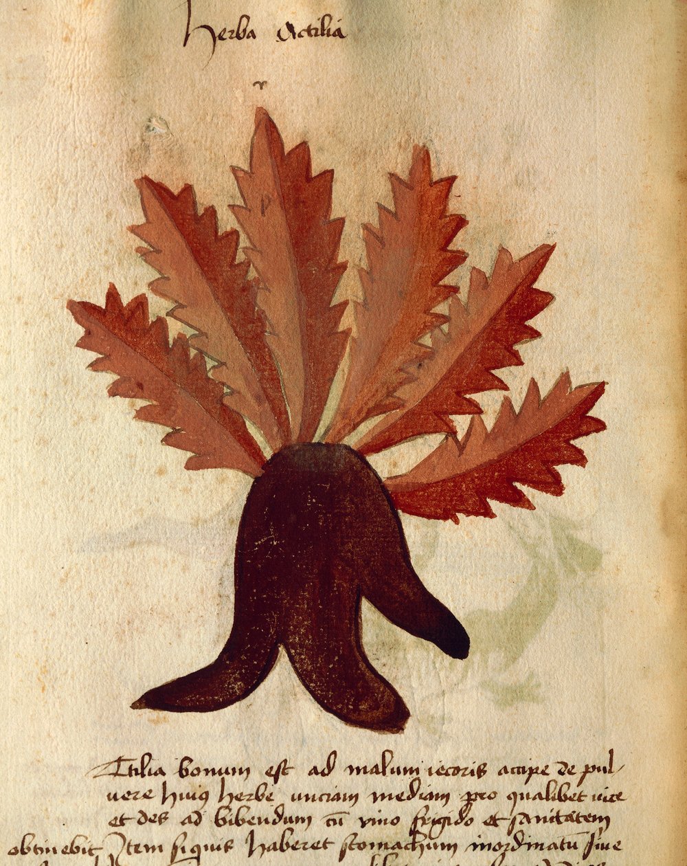 Herba Actila von Italian School