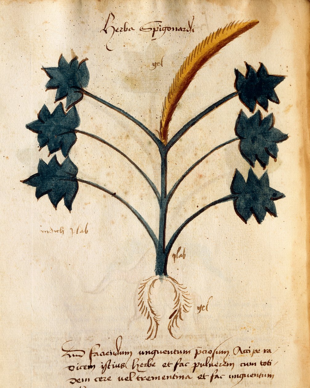 Herba Spigonardi von Orgione Rizzardo von Italian School
