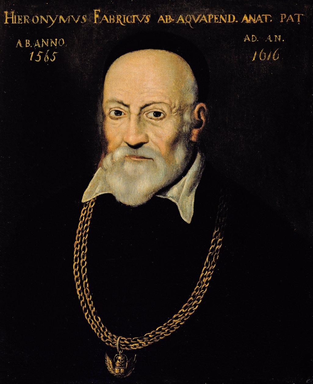 Porträt von Hieronymus Fabricius von Italian School