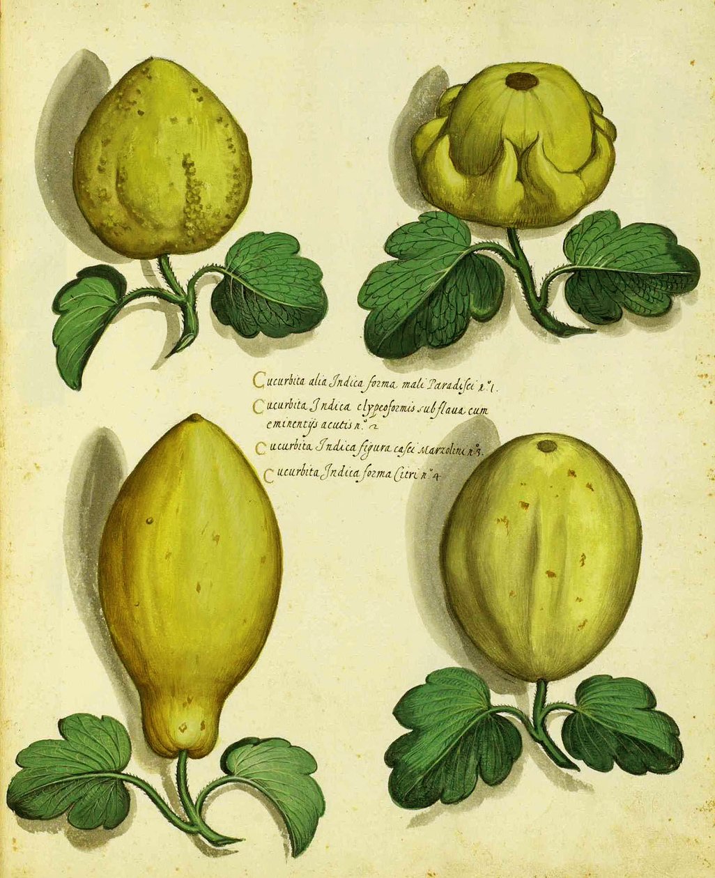 Sorten von Erbstück-Kürbis von Ulisse Aldrovandi von Italian School