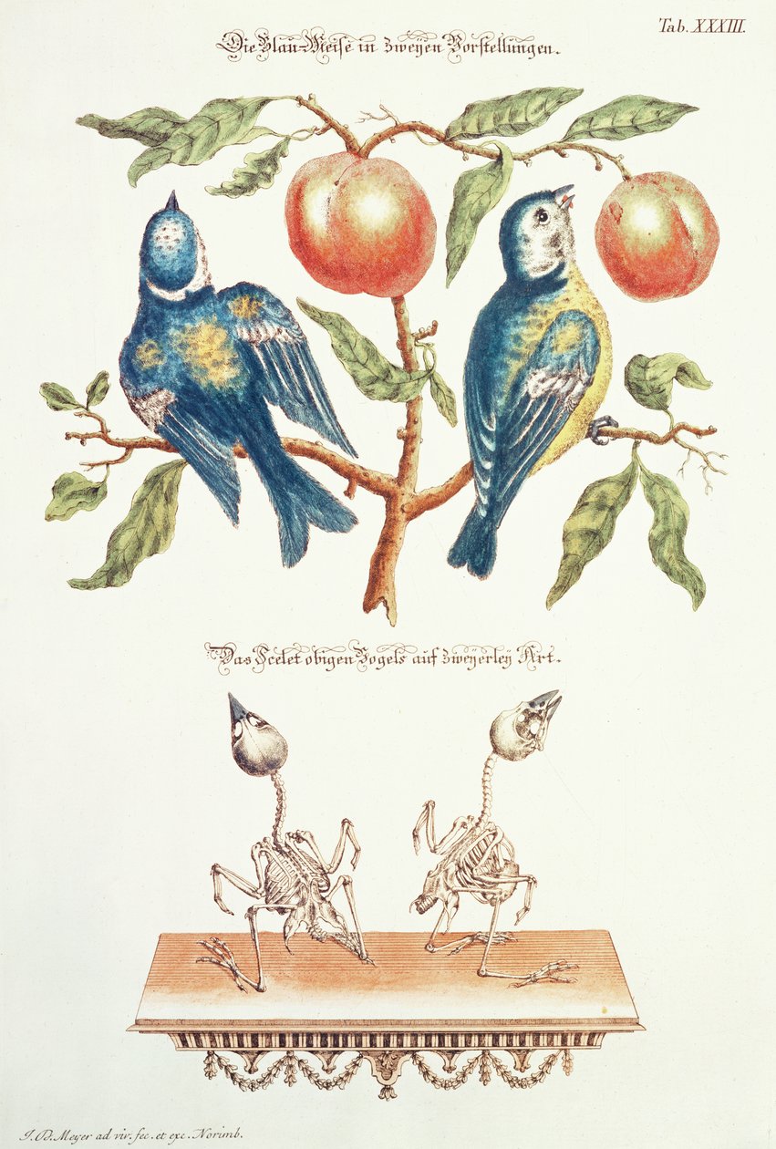 Blaumeisen aus `Angenehmer und Nutzlicher von J. D. Meyer