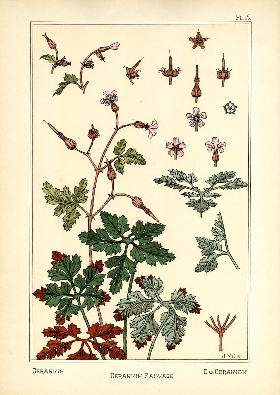 Der Geranium von J. Milesi